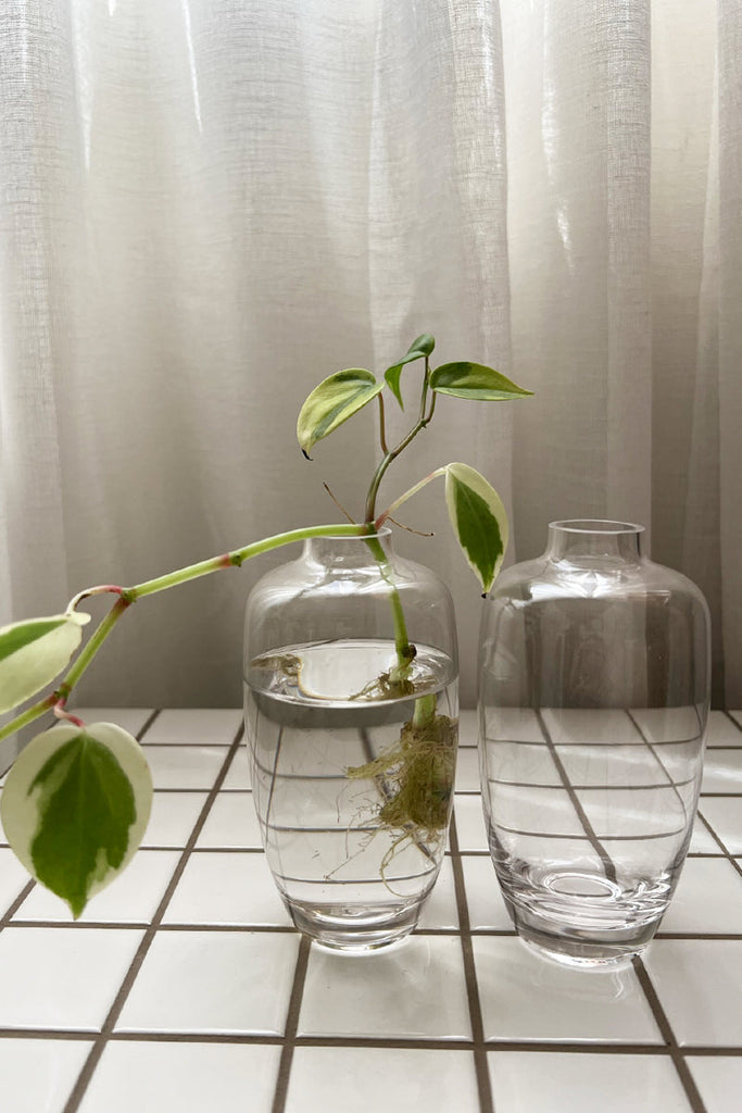 Amphora Glass Bud Vase
