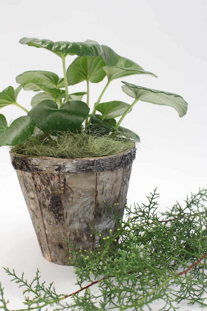 SECONDS: Birch Detailed Tapered Planter